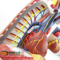 HEART14 (12490) Modèle de système respiratoire médiastinal humain avec l&#39;anatomie du coeur pour les médecins du cœur